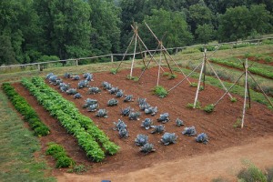 exploatatii agricole