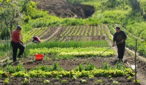 producatori_agricoli_1