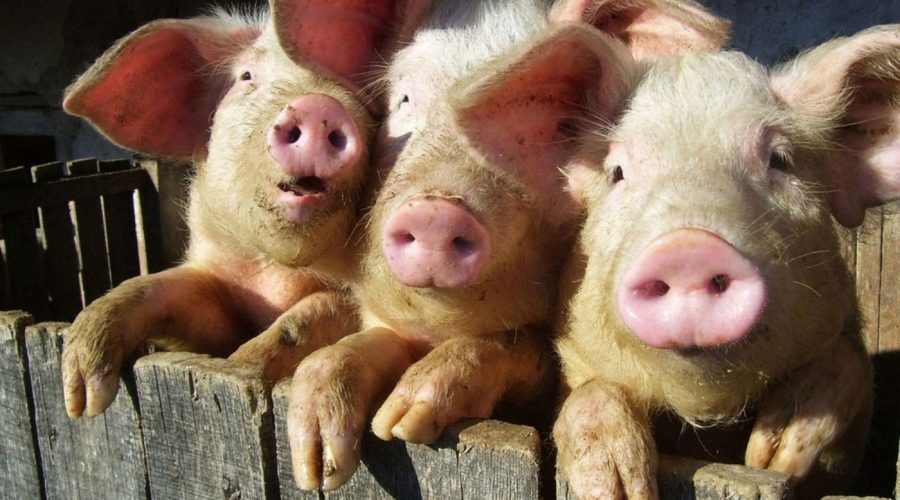 porci-900x500